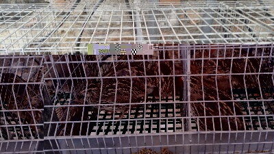 rps20150416_181300_168.jpg rps20150416_181300_168.jpg