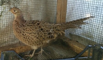 20150420_133108-1(2).jpg (132.96 KiB) Osservato 602 volte 20150420_133108-1(2).jpg