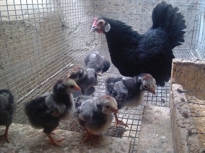 foto0469.jpg (188.19 KiB) Osservato 1253 volte foto0469.jpg