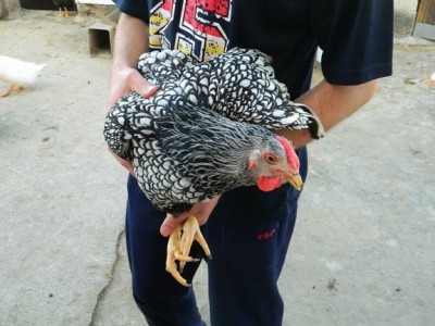 11183463_10202774972410256_7132275830718523193_n.jpg (98.33 KiB) Osservato 1160 volte 11183463_10202774972410256_7132275830718523193_n.jpg