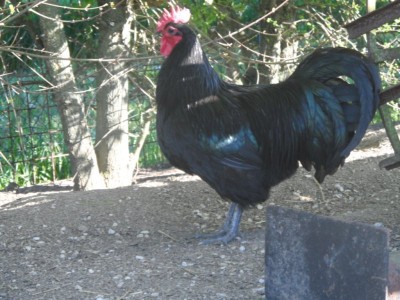 SAM_3291.JPG (127.48 KiB) Osservato 1552 volte SAM_3291.JPG