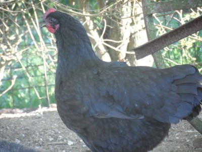 SAM_3300.JPG (102.34 KiB) Osservato 1549 volte SAM_3300.JPG