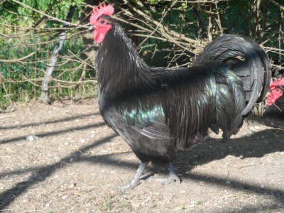 SAM_3296.JPG (143.04 KiB) Osservato 1549 volte SAM_3296.JPG