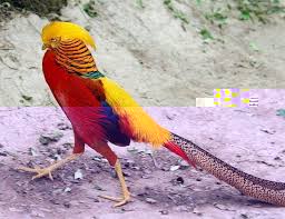 download (2).jpg download (2).jpg