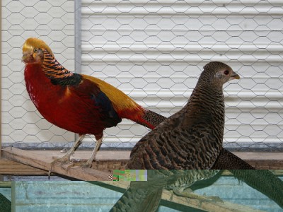 2009424175149_fagiano dorato.jpg (145.07 KiB) Osservato 897 volte 2009424175149_fagiano dorato.jpg