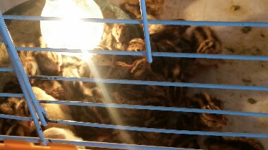 rps20150628_102108_953.jpg rps20150628_102108_953.jpg