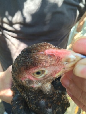 Esemplare 1 / image.jpg image.jpg