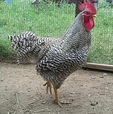 20150909_163948.jpg (72.62 KiB) Osservato 723 volte 20150909_163948.jpg