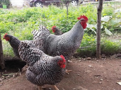 20141123_110137(0).jpg (142.59 KiB) Osservato 723 volte 20141123_110137(0).jpg