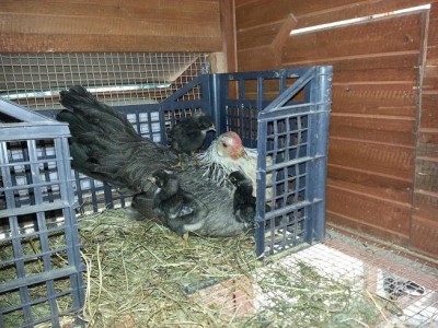 20141017_110752.jpg (105.43 KiB) Osservato 723 volte 20141017_110752.jpg