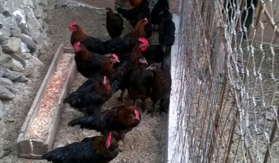 IMG-20150803-WA0003-1.jpg (285.67 KiB) Osservato 647 volte IMG-20150803-WA0003-1.jpg