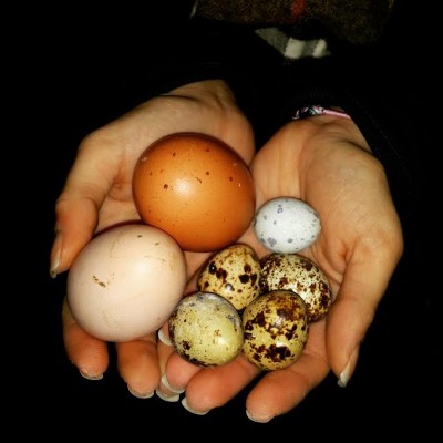 UOVA.jpg (35.47 KiB) Osservato 1634 volte UOVA.jpg