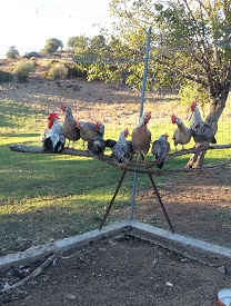 livornesicolloargento.jpg livornesicolloargento.jpg