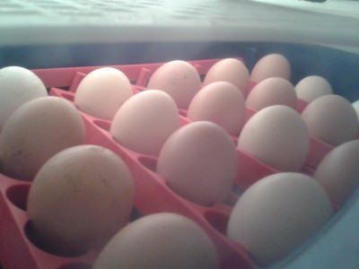 20140214_184132.jpg (101.24 KiB) Osservato 1027 volte 20140214_184132.jpg