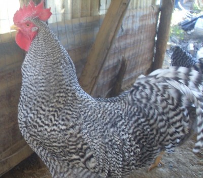 SDC13151.JPG (193.19 KiB) Osservato 3569 volte SDC13151.JPG