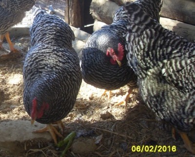 foto.jpg (182.81 KiB) Osservato 3564 volte foto.jpg