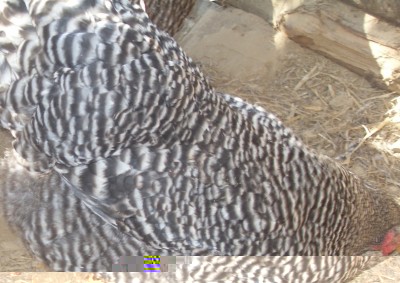 SDC13161.JPG (209.55 KiB) Osservato 3561 volte SDC13161.JPG