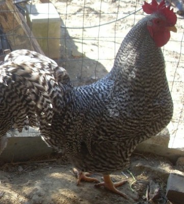 foto 3.jpg (147.26 KiB) Osservato 3523 volte foto 3.jpg