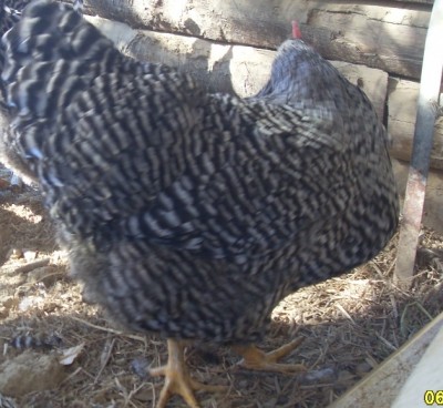 SDC13154.JPG (173.12 KiB) Osservato 3522 volte SDC13154.JPG