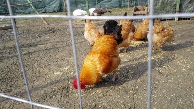 IMG_20150301_104944 ridim.jpg (113.14 KiB) Osservato 937 volte IMG_20150301_104944 ridim.jpg