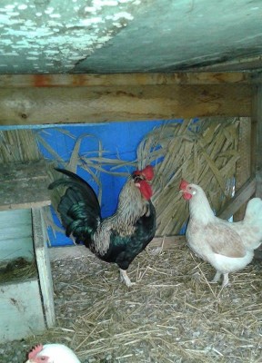 POL3R.JPG (86.9 KiB) Osservato 709 volte POL3R.JPG