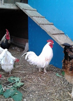 POLr.JPG (93 KiB) Osservato 707 volte POLr.JPG