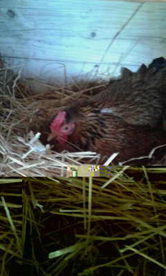 cova2.JPG (52.6 KiB) Osservato 626 volte cova2.JPG