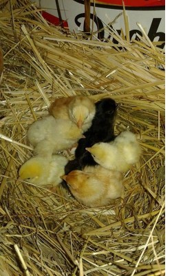 PULCr.JPG (90.27 KiB) Osservato 625 volte PULCr.JPG