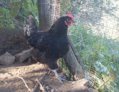 SDC13190.JPG (218.87 KiB) Osservato 830 volte SDC13190.JPG