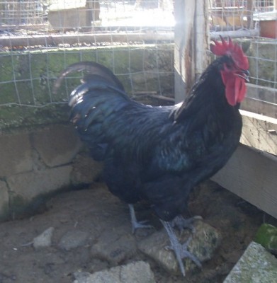 SDC13195.JPG (106.02 KiB) Osservato 828 volte SDC13195.JPG