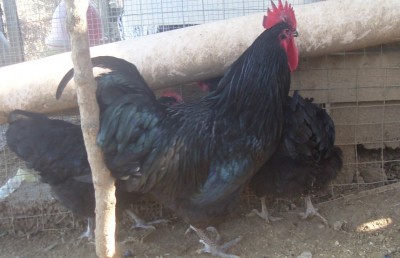 SDC13208.JPG (178.89 KiB) Osservato 825 volte SDC13208.JPG