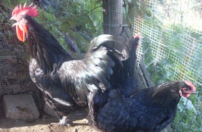 SDC13210.JPG (271.85 KiB) Osservato 824 volte SDC13210.JPG