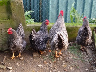 amrock.jpg (157.45 KiB) Osservato 730 volte amrock.jpg