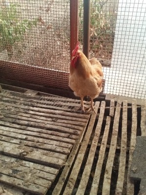 20150919_190137.jpg (284.88 KiB) Osservato 872 volte 20150919_190137.jpg