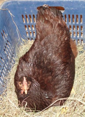 Rhode Island Gallina / rhode_islang.JPG rhode_islang.JPG