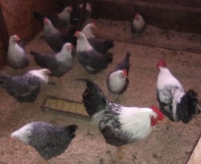 Brianzole / IMG_20160313_085054.jpg IMG_20160313_085054.jpg