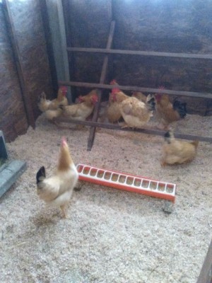 Bionde piemontesi / IMG_20160313_085356.jpg IMG_20160313_085356.jpg