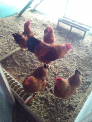 New Hampshire / IMG_20160311_083931.jpg IMG_20160311_083931.jpg