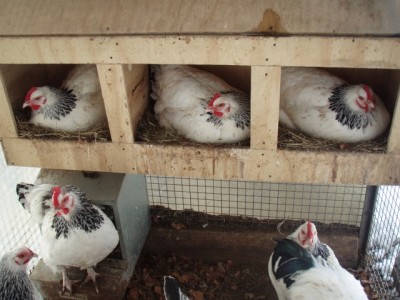 019 (640x480).jpg (204.05 KiB) Osservato 982 volte 019 (640x480).jpg