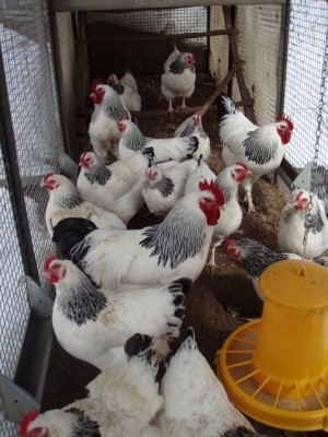 023 (480x640).jpg (223.37 KiB) Osservato 1016 volte 023 (480x640).jpg