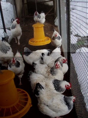 022 (480x640).jpg (229.91 KiB) Osservato 1016 volte 022 (480x640).jpg