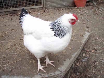 006 (640x480).jpg (242.17 KiB) Osservato 982 volte 006 (640x480).jpg