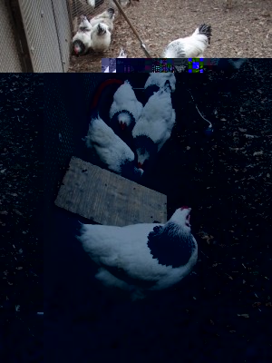 004 (480x640).jpg (275.72 KiB) Osservato 979 volte 004 (480x640).jpg