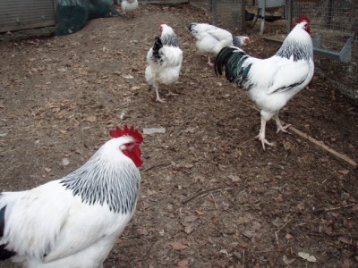 005 (640x480).jpg (257.11 KiB) Osservato 979 volte 005 (640x480).jpg