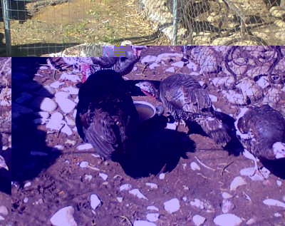 foto0260-1.jpg (380.88 KiB) Osservato 683 volte foto0260-1.jpg