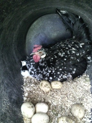 IMG_20160406_163216.jpg (242.3 KiB) Osservato 512 volte IMG_20160406_163216.jpg