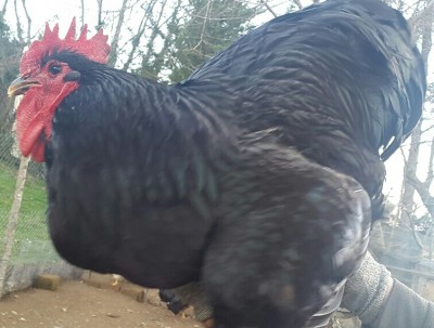 20160205_164239_resized-1.jpg (334.77 KiB) Osservato 564 volte 20160205_164239_resized-1.jpg