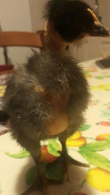 20160305_180320_resized-1.jpg (285.28 KiB) Osservato 564 volte 20160305_180320_resized-1.jpg