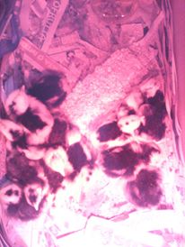 13000151_10209046265024424_4618054996239101361_n.jpg 13000151_10209046265024424_4618054996239101361_n.jpg