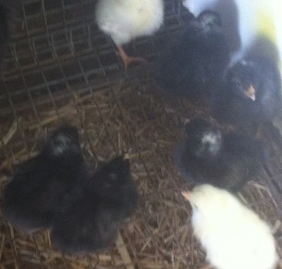 foto.JPG (147.29 KiB) Osservato 1227 volte foto.JPG